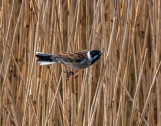 Reed bunting