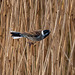 Reed bunting