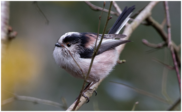 EF7A3299-CR2 DxO DeepPRIMElongtailedtit