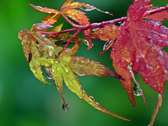 Après la pluie