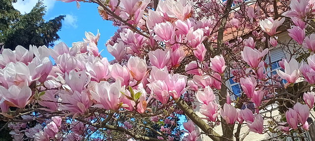 Magnolia