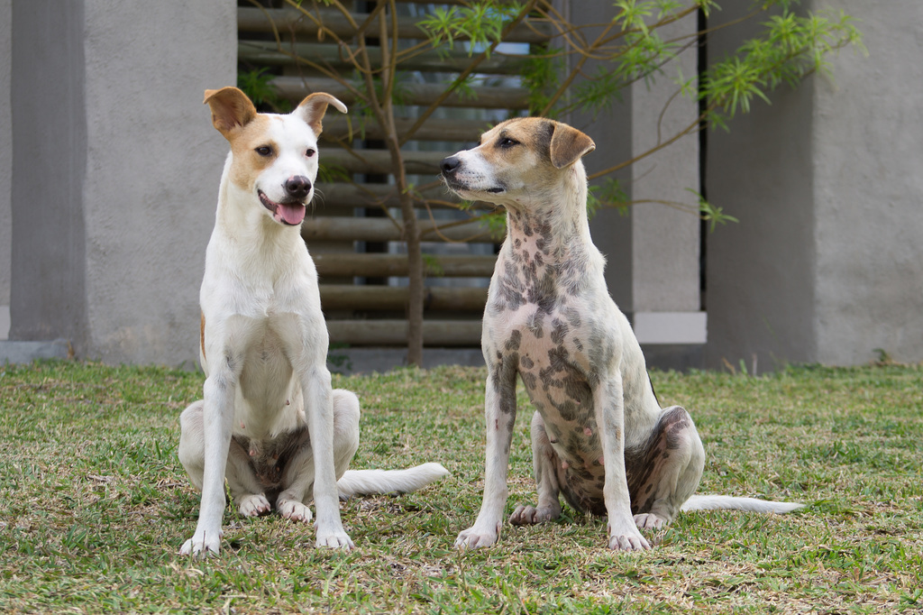 Mauritius Straßenhunde DSC08494