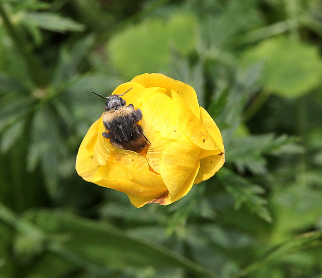 Hummel und Trollblume