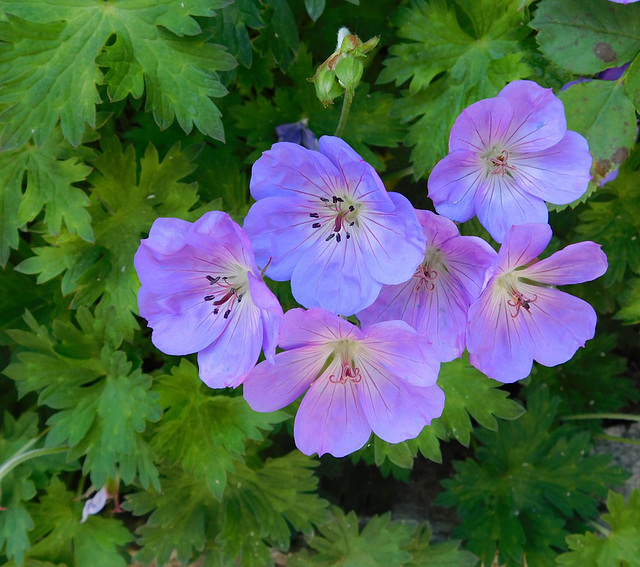 Géranium sauvage