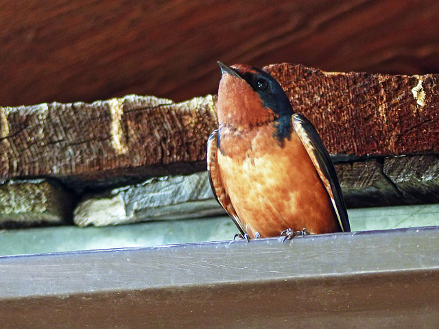 Barn Swallow