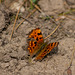 Comma Butterfly