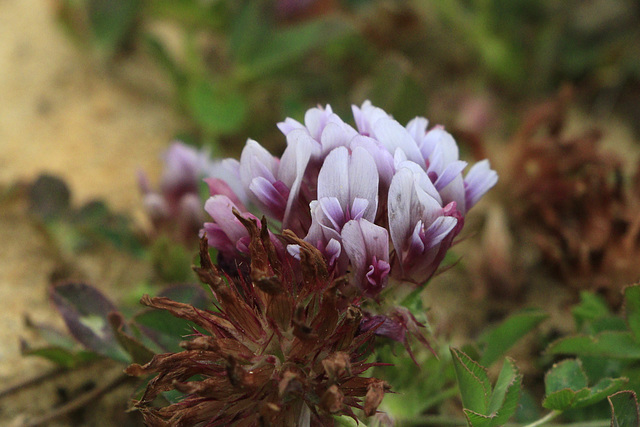 Giant-head Clover