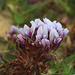 Giant-head Clover