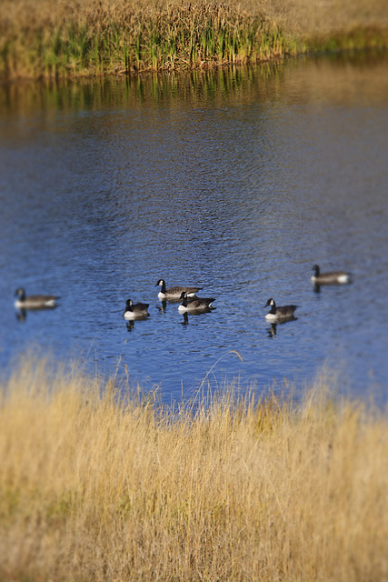 Canada Geese Diorama