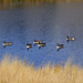 Canada Geese Diorama