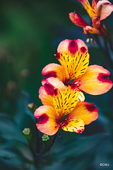 Peruvian Lilies - grow like weeds!