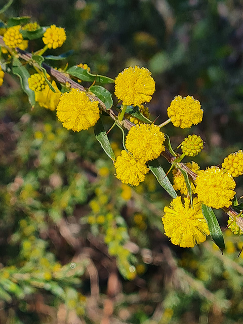 wattle