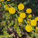 wattle