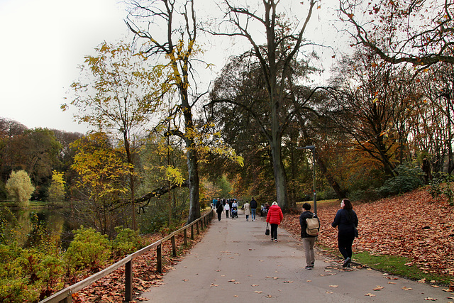 Weg am großen Teich (Rombergpark, Dortmund-Brünninghausen) / 8.11.2020