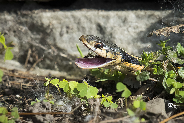 Garter Snake.