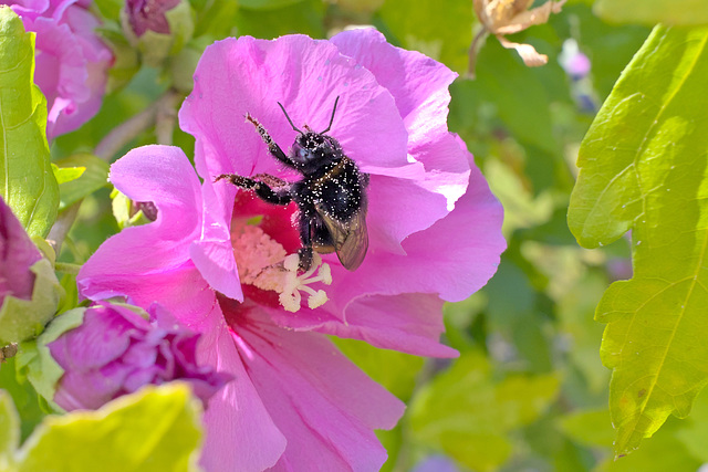 Hibiscus et bourdon