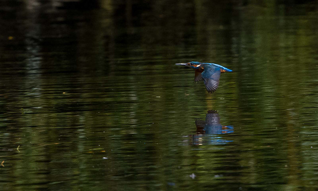 Kingfisher