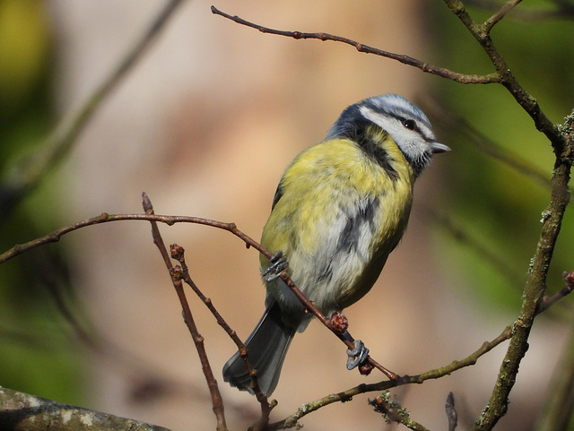 Mésange bleue