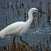 Little egret