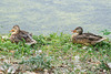 mallards resting