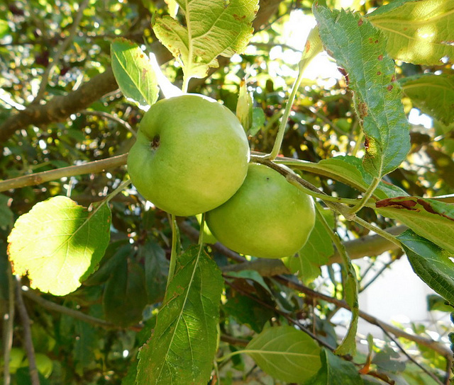 Pommes au verger*************