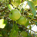 Pommes au verger*************