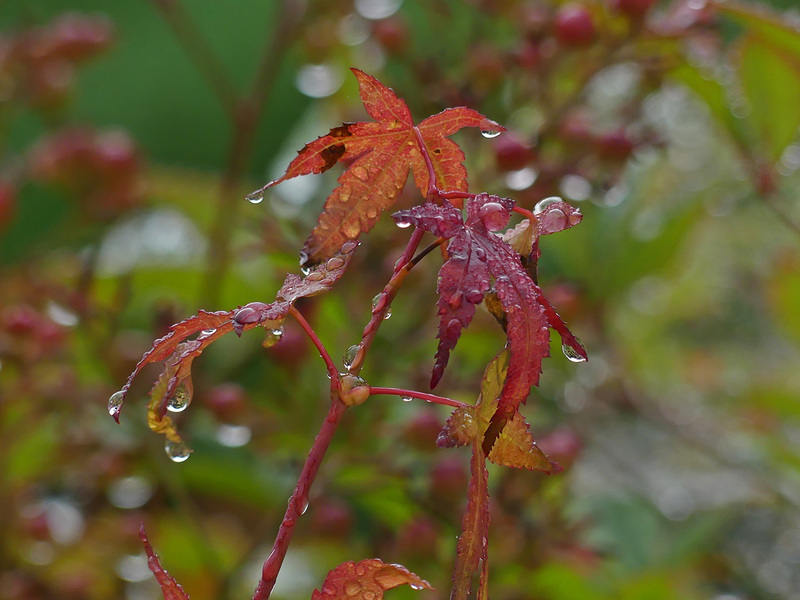 Après la pluie