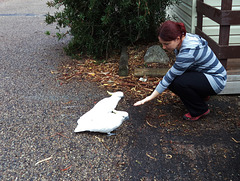 visit from cockatoos