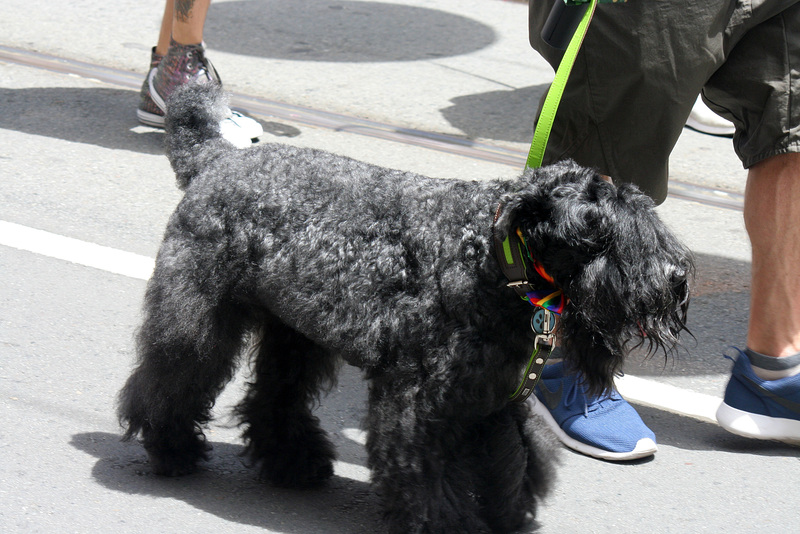 San Francisco Pride Parade 2015 (7133)