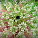 Every cluster of Queen Anne's Lace has a deep red flower in the center.