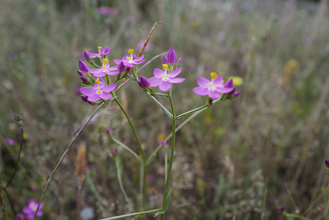 Spergularia rubra, Caryophyllales