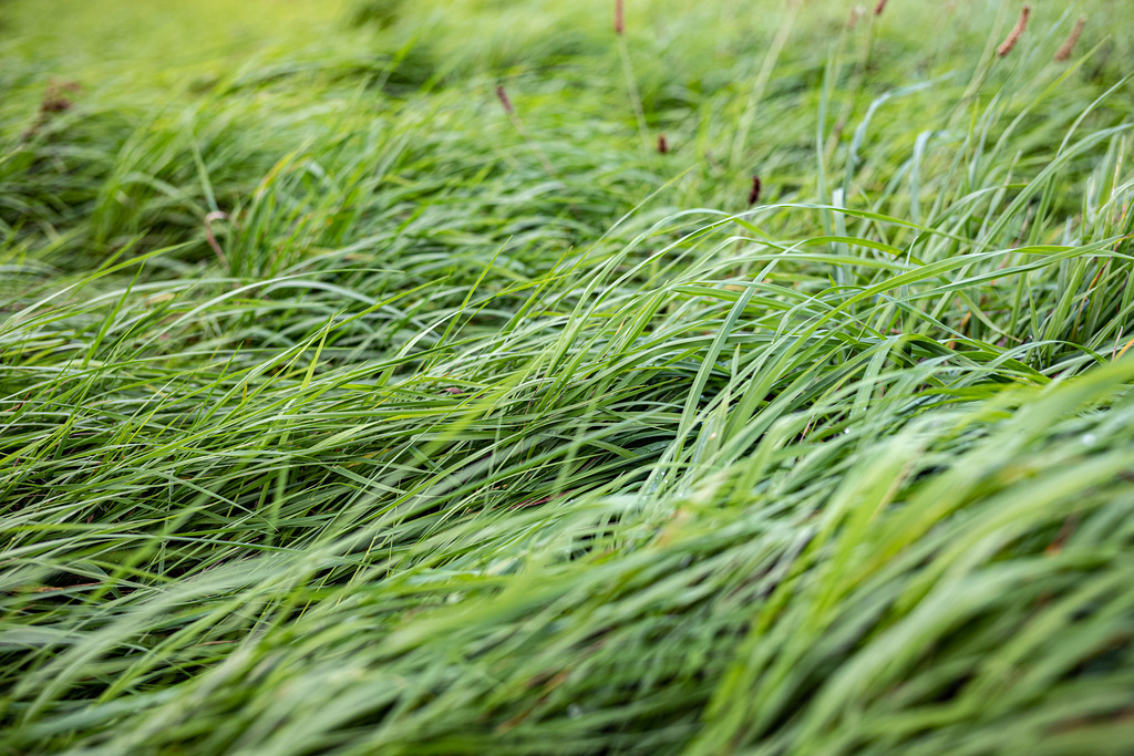Green waves