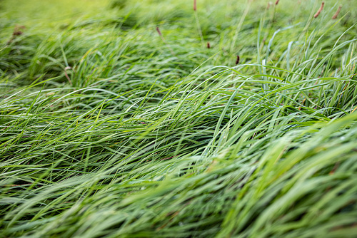 Green waves