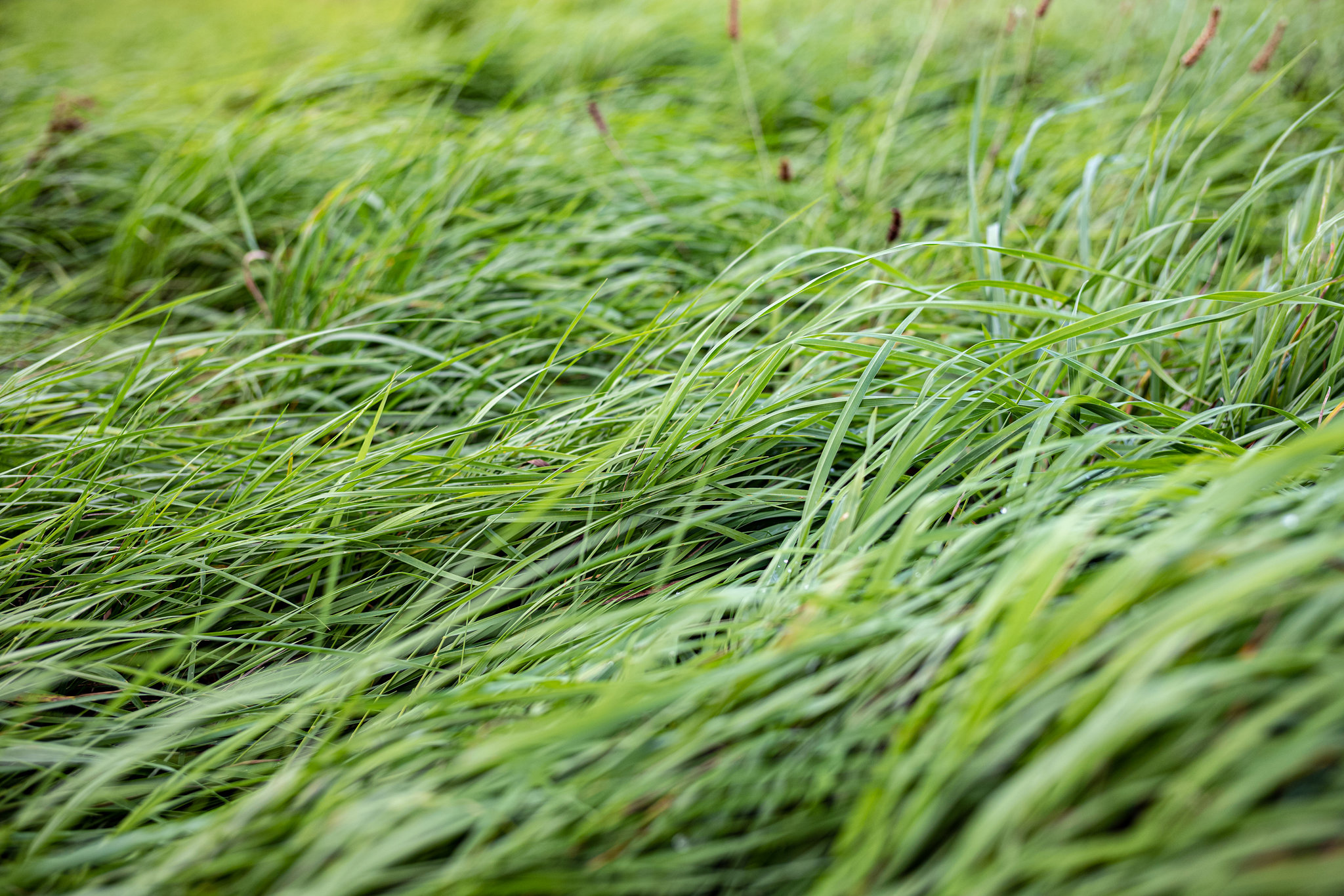 Green waves