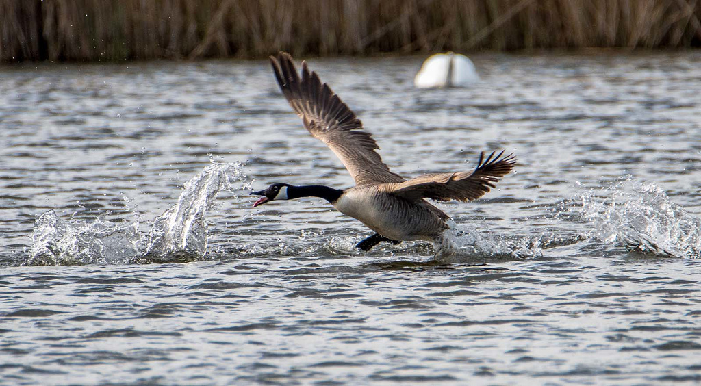 Walking on water