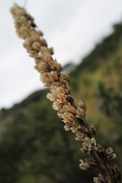 Asphodelus, Abrótea-de-primavera, gamão, Gamão