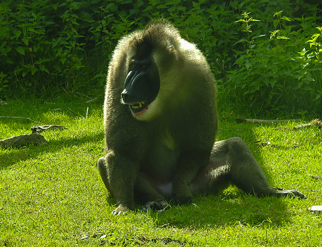 20210729 2147CPw [D~OS] Drill (Mandrillus leucophaeus), Zoo Osnabrück