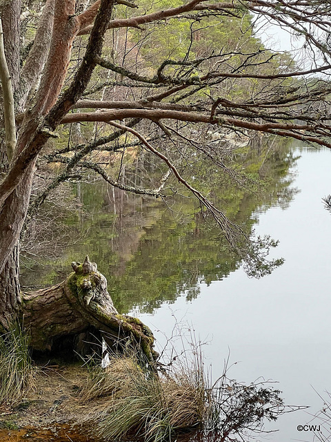 On a six mile walk round Lochs Mallachie and Garten