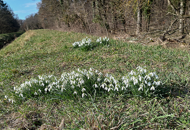 Schneeglöckchen