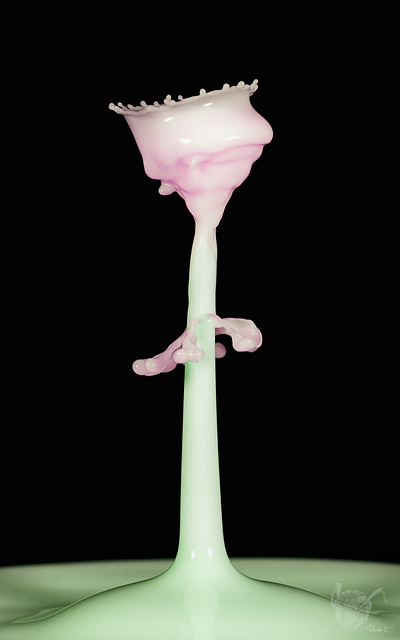 The Rose The Rose
