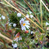 Eyebright at Chirk
