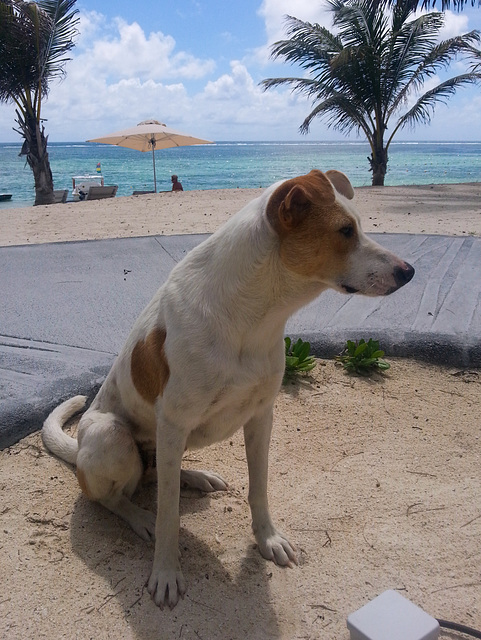 Mauritius Straßenhund 2014-12-17_11-33-37