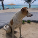 Mauritius Straßenhund 2014-12-17_11-33-37