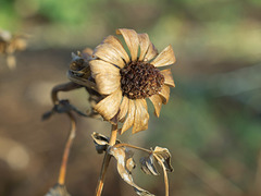 Dry cornflower