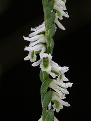 Spiranthes lacera var. gracilis (Southern Slender Ladies'-tresses orchid)