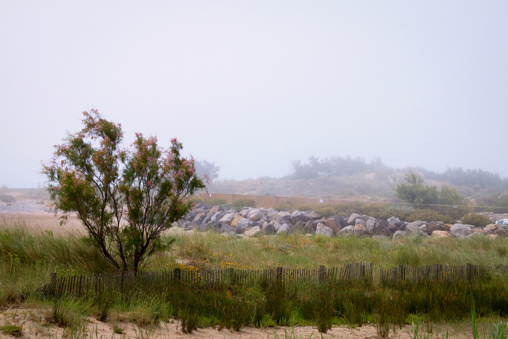 Misty Friday