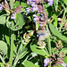 Butterfly on sage and a tiny native cockroach sunning itself
