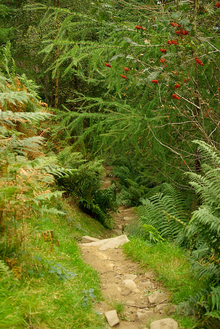 the track through the 'jungle'