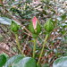 Rose buds