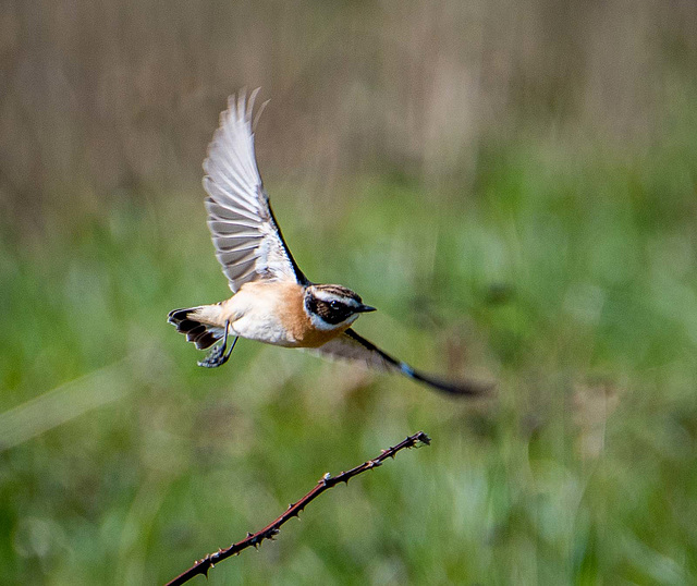 Whinchat take off